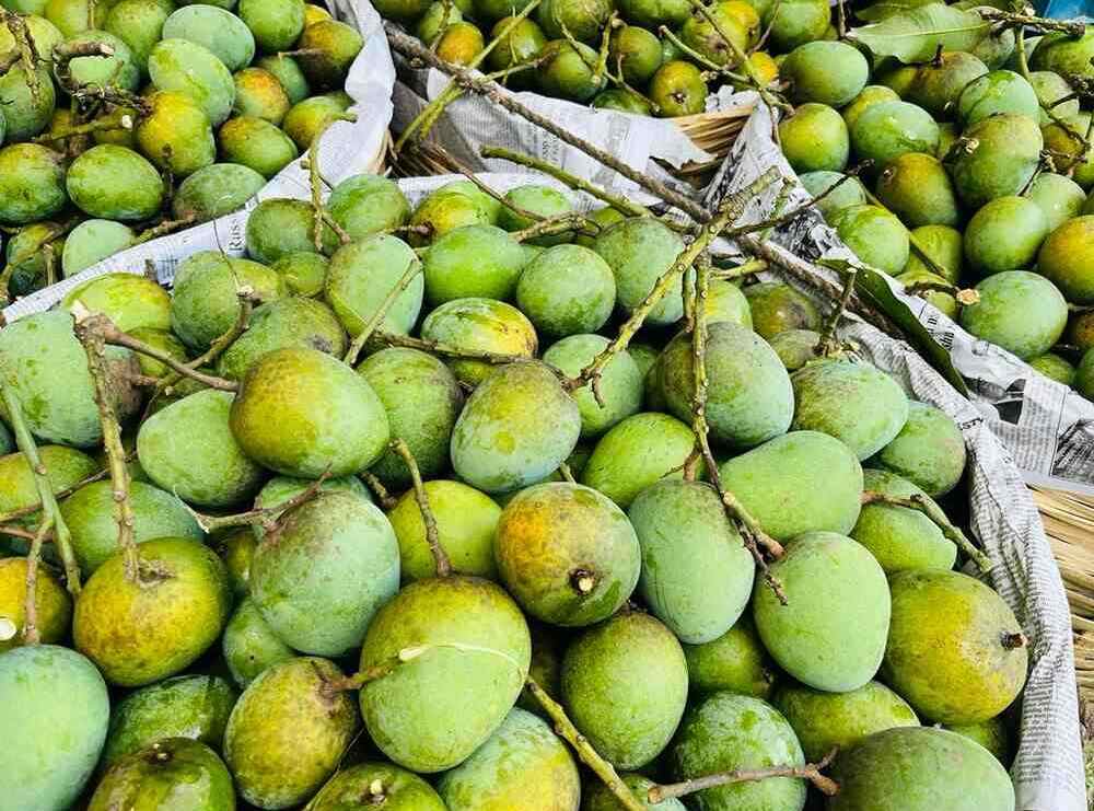 হিম সাগর আম